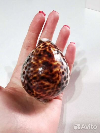 Ракушка морская