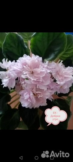 Фиалки (наборы деток)