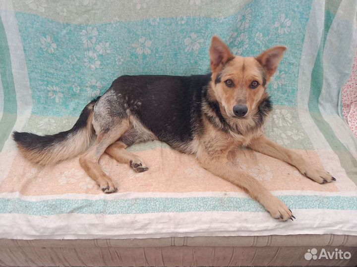 Собака молодая стерилизованная