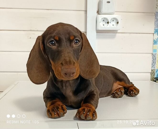 Такса стандартная щенок