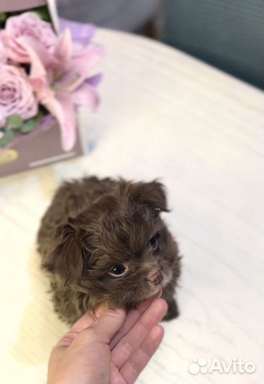 Болонка дизайнерская мальчик