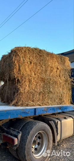 Сено люцерны в тюках 2023г