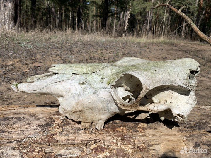 Череп коровы, натуральный, декор реквизит