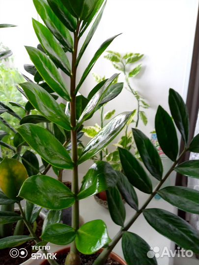 Замиокулькас, комнатные цветы