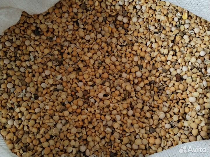 Горох кормовой