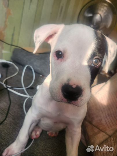 Собака american pitbull sataford