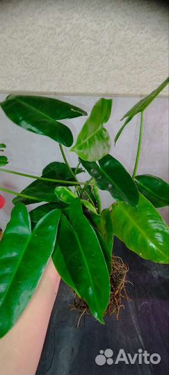 Бурле Маркс филодендрон