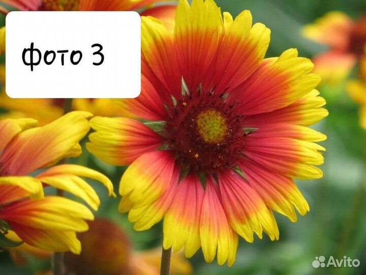 Многолетние цветы