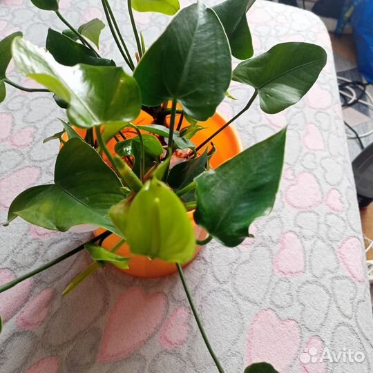 Комнатные цветы антуриум