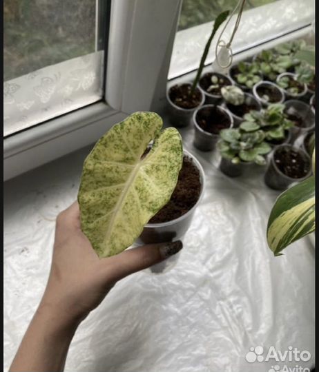 Алоказия принцесса юкатан