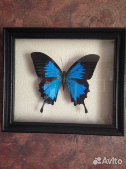 Коллекция- картина 