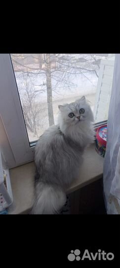 Кошка Британка