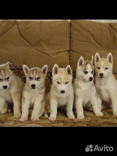 Сибирский Хаски для вязки