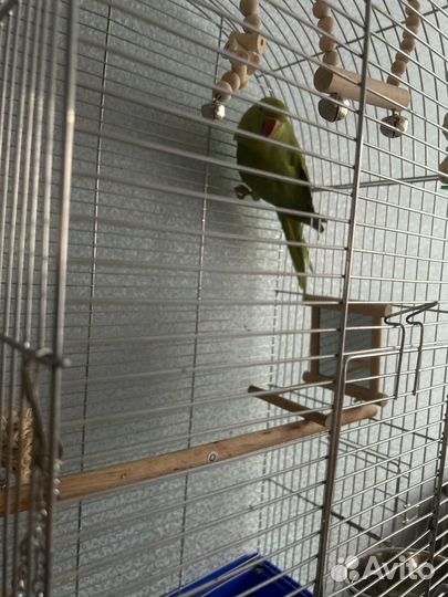 Ожереловый попугай самка