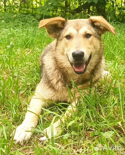 Молодая собачка