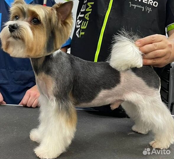 Стрижка собак и кошек в центре Перми. Груминг