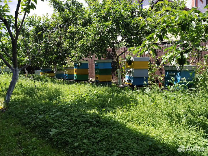 Пчелы