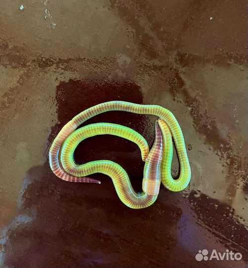 Правильные черви