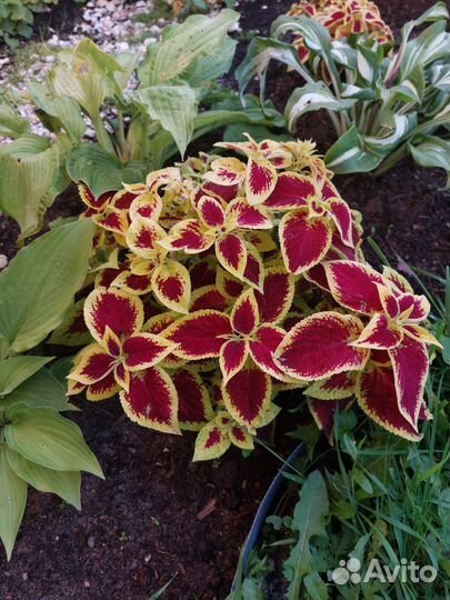 Колеусы вегетативные