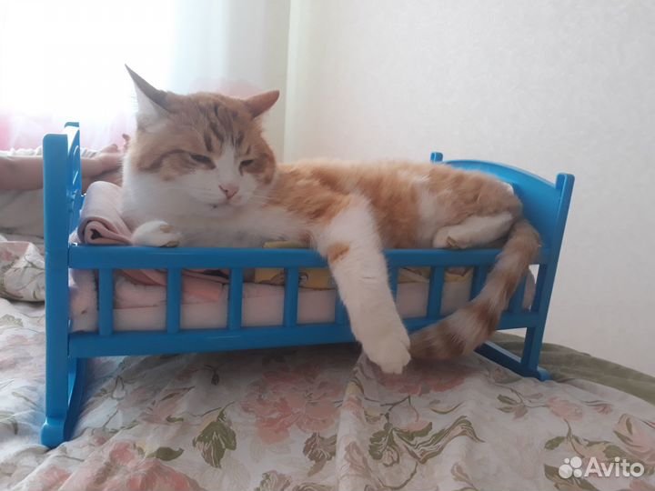 Котик в добрые руки
