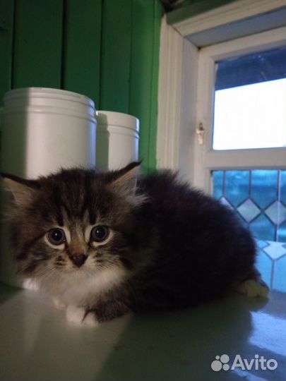 Отдам котенка