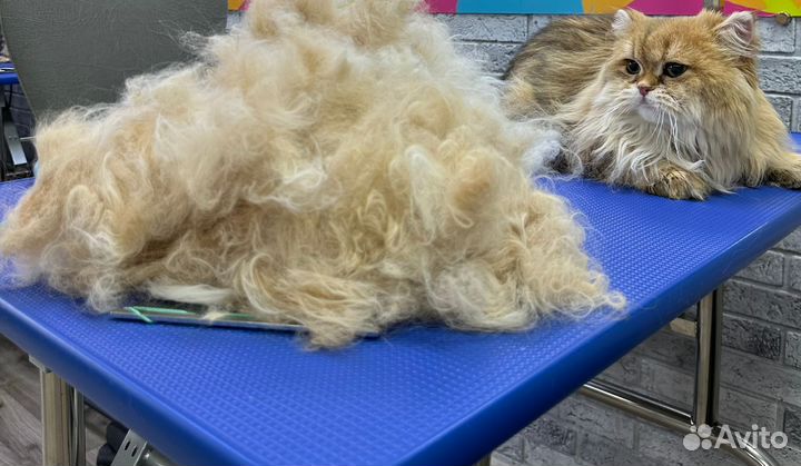 Стрижка/ линька кошек на дому, с выездом