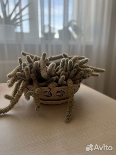 Кактус маммилярия суккуленты горшок в подарок