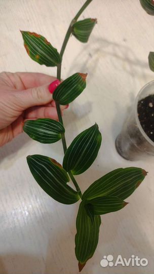 Цветы комнатные