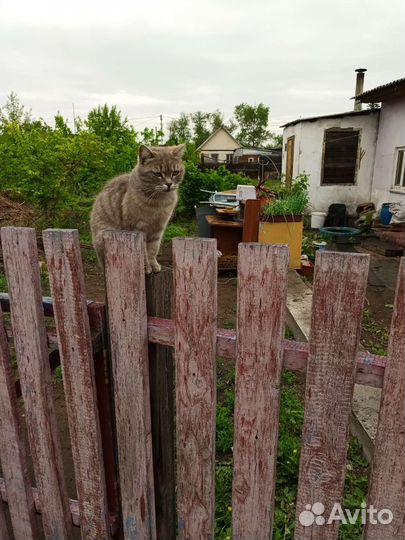 Отдам в добрые руки
