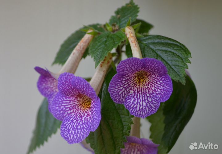 Продам ризомы ахименесов