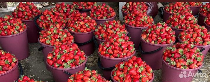 Клубника свежая