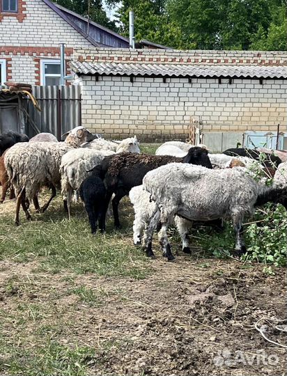 Овцы и бараны