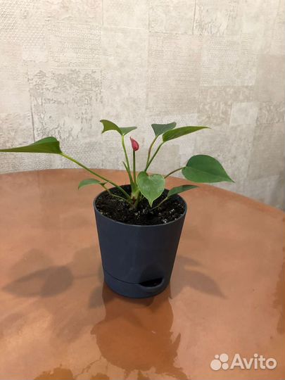 Комнатные растения