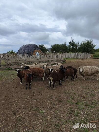 Продам овец 15 шт.6 взрослых 9 молодняк. (5,6 м.)