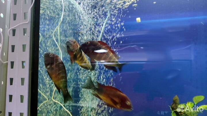 24 вида трофеусов. Доставка по РФ. Танганьика