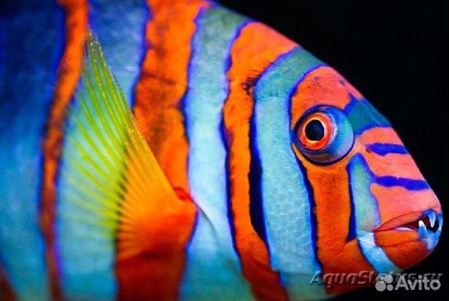 Рыбка Лиенарделла краснополосая