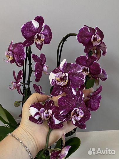 Орхидея Шоколад тот самый старый сорт