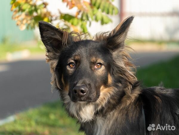 Красотка Эвита в добрые руки