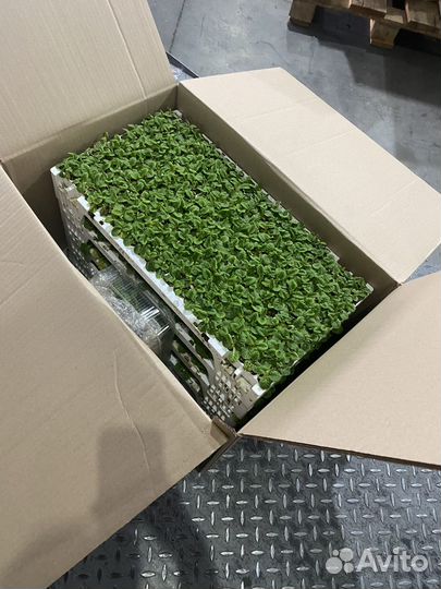 Черенки Весна 2025 от ведущих поставщиков