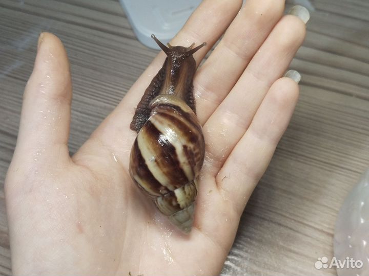 Ахатина фулика стандарт