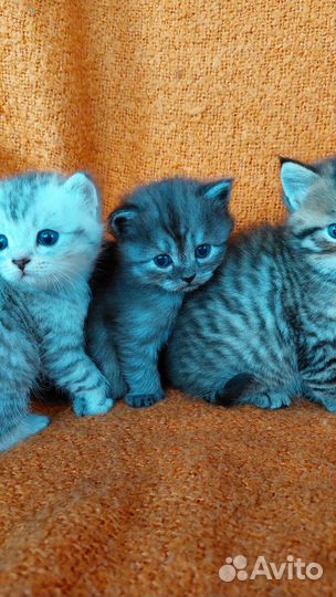 Персидские котята