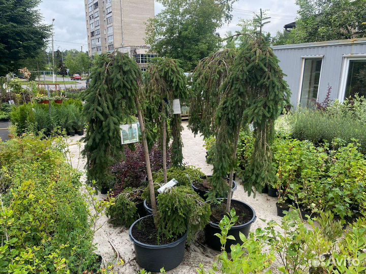 Ель Инверса штамб 200см