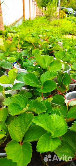 Рассада клубники