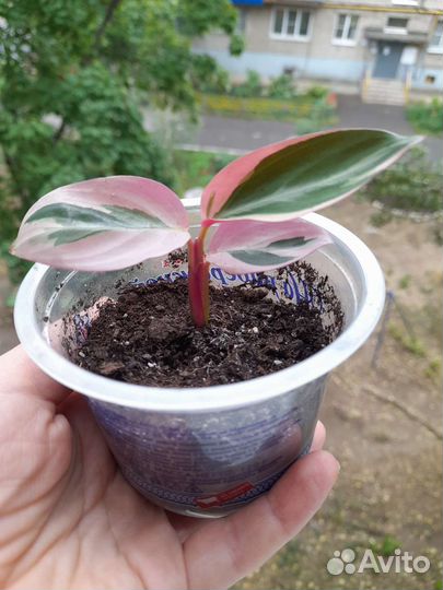 Строманта триколор, ктенанта,сциндапсус,эпипремнум