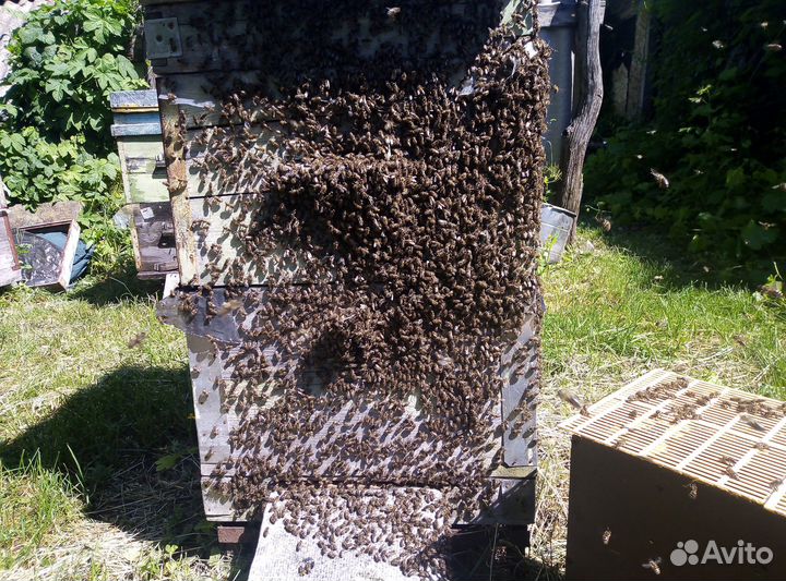 Настоящий мед с собственной пасеки и мед в сотах