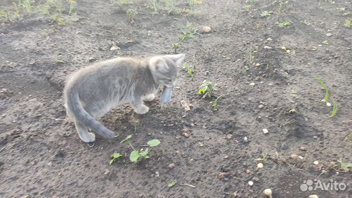 Котята крысоловы в добрые руки