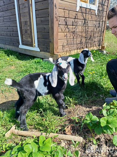 Нубийские козочки