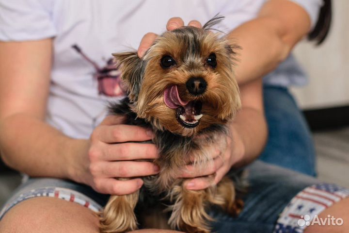 Вязка Йоркширский терьер. Опытный кобель беби-фейс