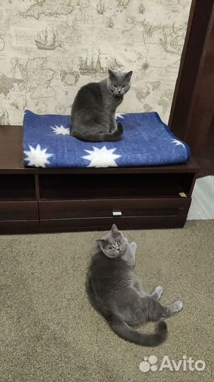 Кошка в дар бесплатно