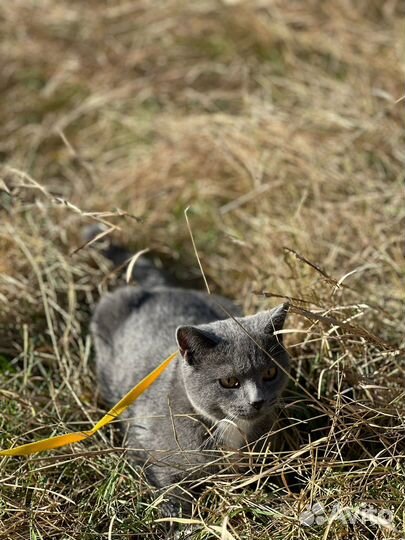 Кот в очень добрые руки )
